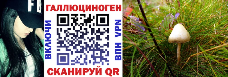 Псилоцибиновые грибы Psilocybe  blacksprut ссылки  Ильский 